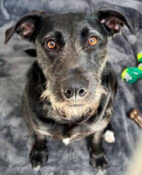 German Wirehaired Pointer and Labrador Retriever Dogs Available for Adoption in Des Moines, Iowa - Buttercup | PetCurious