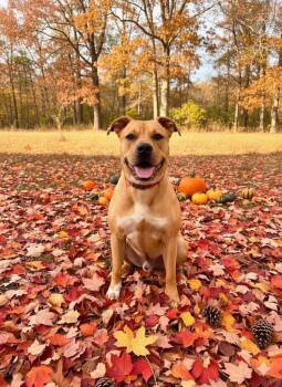 Rescue American Bulldog and Labrador Retriever Dogs for Adoption in Shelby County, Texas - Rudy | PetCurious