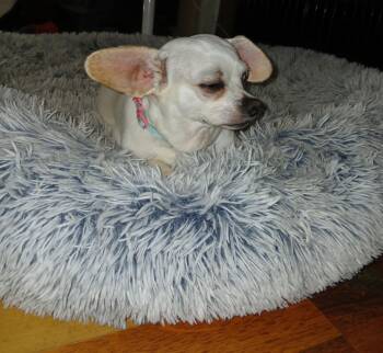 Rescue Chihuahua Dogs for Adoption in Randolph, Vermont - Dixie | PetCurious