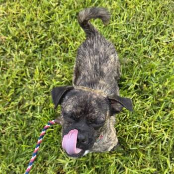 Frank -  Pug and Chihuahua Dog for Adoption in Goleta, California - Frank | PetCurious