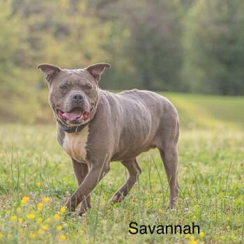 American Staffordshire Terrier Dogs Available for Adoption in Bartlett, Tennessee - Savannah | PetCurious