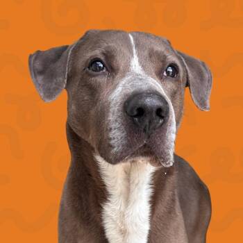 Ludacris -  Pit Bull Terrier and Labrador Retriever Dog for Adoption in Reno, Nevada - Ludacris | PetCurious