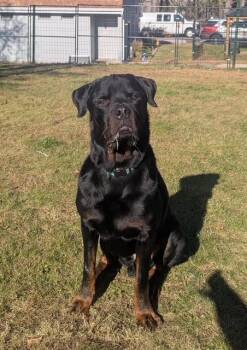 Rescue Rottweiler and Black And Tan Coonhound Dogs for Adoption in Lincoln, Rhode Island - Vinny | PetCurious