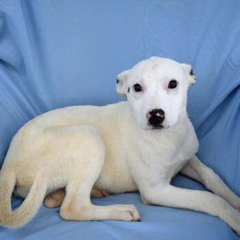 Mixed Breed Dogs Available for Adoption in Beaumont, Texas - Wing | PetCurious