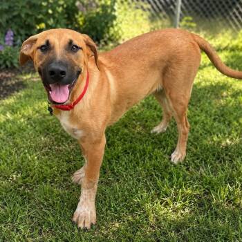 BROOKS -  Mixed Breed Dog for Adoption in Cranston, Rhode Island - BROOKS | PetCurious