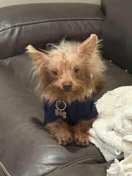 Einstein -  Terrier Dog for Adoption in Grand Forks, North Dakota - Einstein | PetCurious