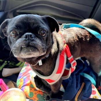 Rescue Pug Dogs for Adoption in Alvin, Texas - Jameson | PetCurious