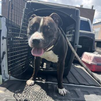 Mixed Breed Dogs Available for Adoption in Lake Jackson, Texas - Chamberlain | PetCurious