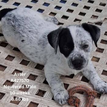 Aster -  Mixed Breed Dog for Adoption in Tomah, Wisconsin - Aster | PetCurious