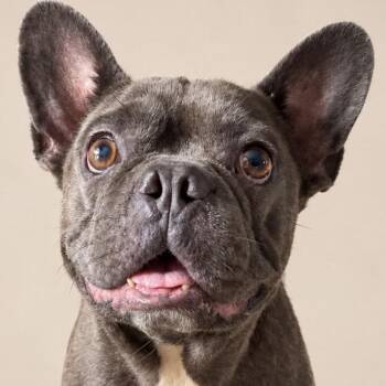 BLUE DIAMOND (out of town) -  French Bulldog Dog for Adoption in New York, New York - BLUE DIAMOND (out Of Town) | PetCurious