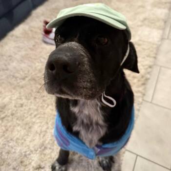 Milo -  American Staffordshire Terrier Dog for Adoption in Houston, Texas - Milo | PetCurious