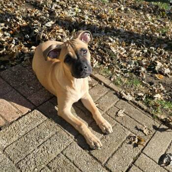 Rescue Mixed Breed Dogs for Adoption in Rockford, Illinois - Tink | PetCurious