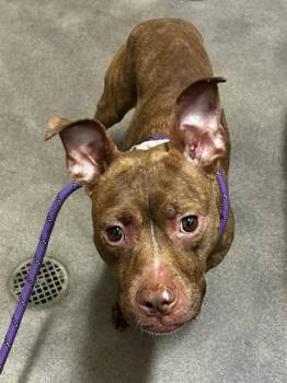 TEE -  Pit Bull Terrier Dog for Adoption - TEE | PetCurious