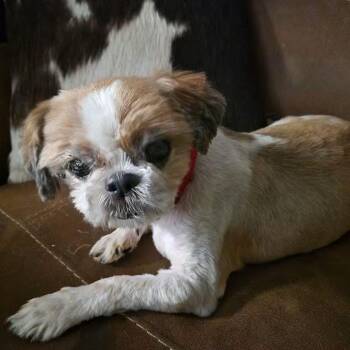 Mustard PF -  Shih Tzu Dog for Adoption in Austin, Texas - Mustard PF | PetCurious