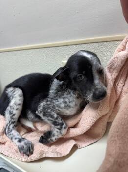Loretta -  Australian Cattle Dog Blue Heeler Dog for Adoption in Great Bend, Kansas - Loretta | PetCurious