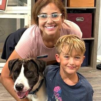 Aspen Papo Goofy Cutie -  Labrador Retriever and Pit Bull Terrier Dog for Adoption in Friendswood, Texas - Aspen Papo Goofy Cutie | PetCurious