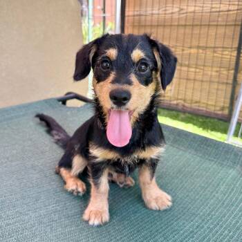 Ernie -  Schnauzer Dog for Adoption in Agoura Hills, California - Ernie | PetCurious