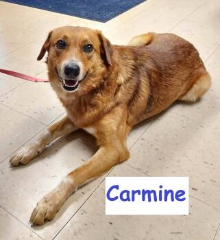Carmine -  Mixed Breed Dog for Adoption in Falls Creek, Pennsylvania - Carmine | PetCurious