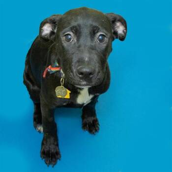 Pit Bull Terrier and Labrador Retriever Dogs Available for Adoption - LOVEBUG | PetCurious