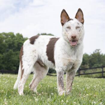 Scuba Steve -  Mixed Breed Dog for Adoption in Franklin, Tennessee - Scuba Steve | PetCurious