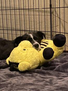 Rescue Border Collie Dogs for Adoption in Fort Collins, Colorado - Lilo | PetCurious