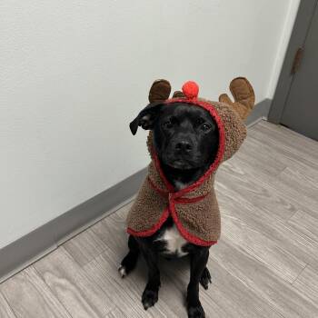 Rescue Terrier and Beagle Dogs for Adoption in Plainfield, Illinois - Byrd | PetCurious