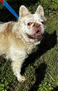 DEAN -  American Bulldog Dog for Adoption in Fort Lauderdale, Florida - DEAN | PetCurious