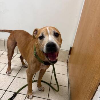 Brock -  Mixed Breed Dog for Adoption in Charleston, West Virginia - Brock | PetCurious