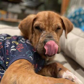 Patrick -  Mixed Breed Dog for Adoption in Fairfax Station, Virginia - Patrick | PetCurious