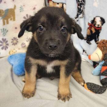 Coffee -  Shepherd and Mixed Breed Dog for Adoption in Bend, Oregon - Coffee | PetCurious