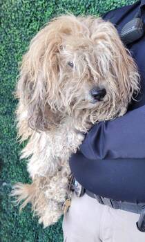 Rescue Poodle and Mixed Breed Dogs for Adoption in El Paso, Texas - 59840884 | PetCurious