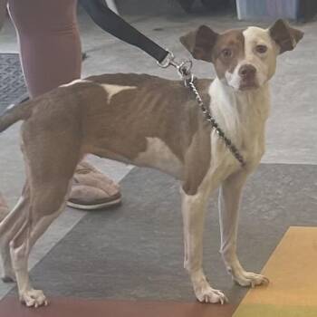 Mixed Breed Dogs Available for Adoption in Philadelphia, Pennsylvania - Cheesesteak | PetCurious