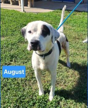 August -  Pointer and Mixed Breed Dog for Adoption in Clinton, Missouri - August | PetCurious