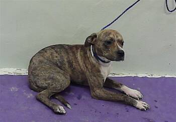 Rescue Plott Hound and Mixed Breed Dogs for Adoption in Houston, Texas - GRIFFIN | PetCurious