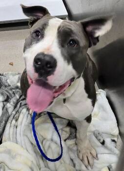 Rescue Pit Bull Terrier Dogs for Adoption in Lindenhurst, New York - 25-468 | PetCurious