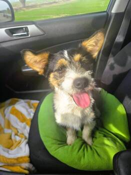 Cardigan Welsh Corgi and Terrier Dogs Available for Adoption - Onyx | PetCurious