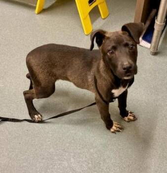 SMOKEY -  Pit Bull Terrier and Labrador Retriever Dog for Adoption in Baytown, Texas - SMOKEY | PetCurious