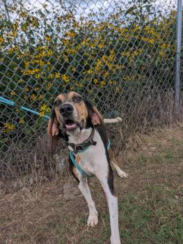 Truffles -  Black And Tan Coonhound Dog for Adoption in Lewisburg, Tennessee - Truffles | PetCurious