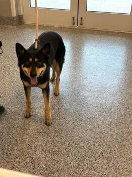 A137114 -  Mixed Breed Dog for Adoption in Palmetto, Florida - A137114 | PetCurious