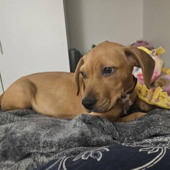 Astronomy Pup: Cosmos -  Beagle and Mixed Breed Dog for Adoption in Falls Church, Virginia - Astronomy Pup: Cosmos | PetCurious
