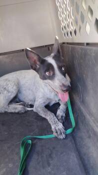 Rescue Australian Cattle Dog Blue Heeler Dogs for Adoption in Sheridan, Wyoming - Range | PetCurious
