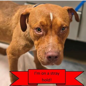 Dutton -  Mixed Breed Dog for Adoption in Tulsa, Oklahoma - Dutton | PetCurious