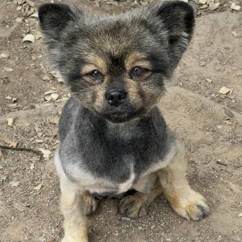 Baby Bear -  Pomeranian Dog for Adoption in Pelham, New Hampshire - Baby Bear | PetCurious