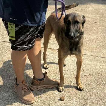 Rescue Belgian Shepherd Malinois Dogs for Adoption in Spring, Texas - Wallace | PetCurious