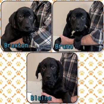 Black Labrador Retriever Dogs Available for Adoption - "B" Litter - Puppies  | PetCurious
