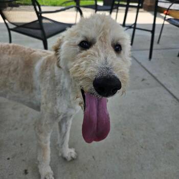 LOULA -  Goldendoodle and Great Pyrenees Dog for Adoption in Louisville, Kentucky - LOULA | PetCurious