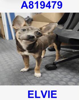 Elvie -  Whippet and Chihuahua Dog for Adoption in Boston, Massachusetts - Elvie | PetCurious