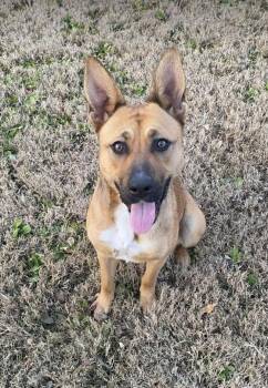 Rescue German Shepherd Dog Dogs for Adoption in Greeneville, Tennessee - Daisy Duke | PetCurious
