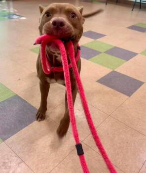 Whopper Jr. -  Pit Bull Terrier Dog for Adoption in Little Rock, Arkansas - Whopper Jr. | PetCurious