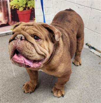 English Bulldog Dogs Available for Adoption in San Bernardino, California - BRUTUS | PetCurious